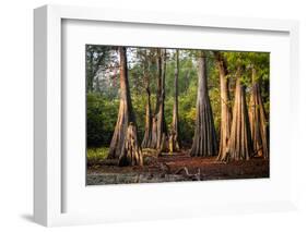 Bald Cypress in Water, Pierce Lake, Atchafalaya Basin, Louisiana, USA-Alison Jones-Framed Photographic Print