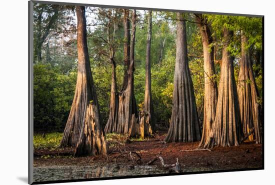 Bald Cypress in Water, Pierce Lake, Atchafalaya Basin, Louisiana, USA-Alison Jones-Mounted Photographic Print