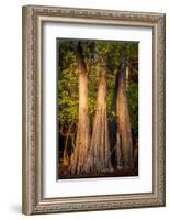 Bald Cypress in Water, Pierce Lake, Atchafalaya Basin, Louisiana, USA-Alison Jones-Framed Photographic Print