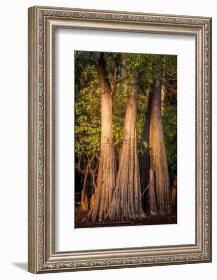 Bald Cypress in Water, Pierce Lake, Atchafalaya Basin, Louisiana, USA-Alison Jones-Framed Photographic Print