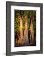 Bald Cypress in Water, Pierce Lake, Atchafalaya Basin, Louisiana, USA-Alison Jones-Framed Photographic Print