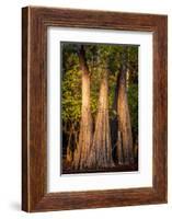 Bald Cypress in Water, Pierce Lake, Atchafalaya Basin, Louisiana, USA-Alison Jones-Framed Photographic Print