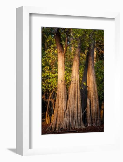 Bald Cypress in Water, Pierce Lake, Atchafalaya Basin, Louisiana, USA-Alison Jones-Framed Photographic Print