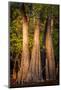 Bald Cypress in Water, Pierce Lake, Atchafalaya Basin, Louisiana, USA-Alison Jones-Mounted Photographic Print