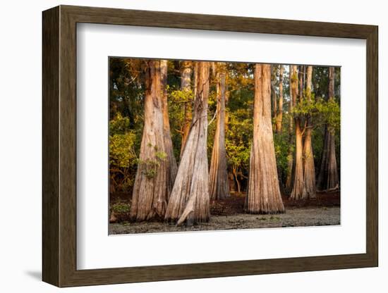 Bald Cypress in Water, Pierce Lake, Atchafalaya Basin, Louisiana, USA-Alison Jones-Framed Photographic Print