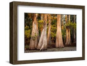 Bald Cypress in Water, Pierce Lake, Atchafalaya Basin, Louisiana, USA-Alison Jones-Framed Photographic Print