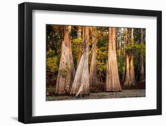 Bald Cypress in Water, Pierce Lake, Atchafalaya Basin, Louisiana, USA-Alison Jones-Framed Photographic Print