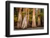 Bald Cypress in Water, Pierce Lake, Atchafalaya Basin, Louisiana, USA-Alison Jones-Framed Photographic Print