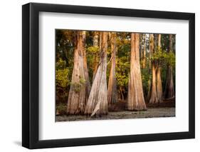 Bald Cypress in Water, Pierce Lake, Atchafalaya Basin, Louisiana, USA-Alison Jones-Framed Photographic Print