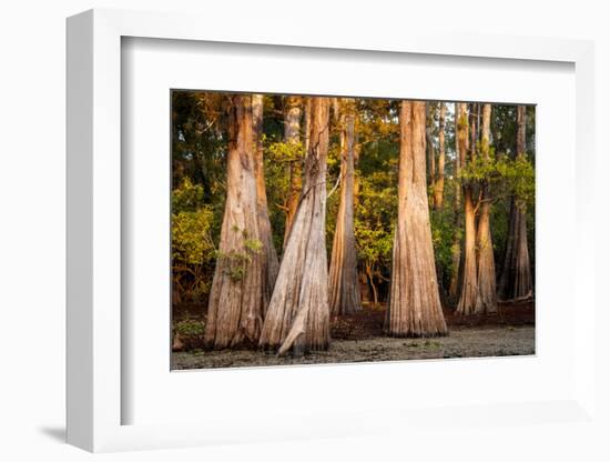 Bald Cypress in Water, Pierce Lake, Atchafalaya Basin, Louisiana, USA-Alison Jones-Framed Photographic Print