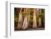 Bald Cypress in Water, Pierce Lake, Atchafalaya Basin, Louisiana, USA-Alison Jones-Framed Photographic Print