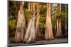 Bald Cypress in Water, Pierce Lake, Atchafalaya Basin, Louisiana, USA-Alison Jones-Mounted Photographic Print