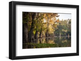 Bald Cypress in Water, Pierce Lake, Atchafalaya Basin, Louisiana, USA-Alison Jones-Framed Photographic Print