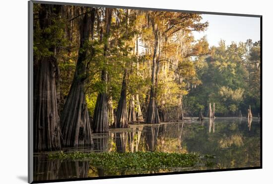 Bald Cypress in Water, Pierce Lake, Atchafalaya Basin, Louisiana, USA-Alison Jones-Mounted Photographic Print