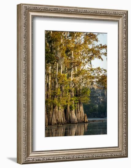 Bald Cypress in Water, Pierce Lake, Atchafalaya Basin, Louisiana, USA-Alison Jones-Framed Photographic Print