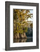 Bald Cypress in Water, Pierce Lake, Atchafalaya Basin, Louisiana, USA-Alison Jones-Framed Photographic Print