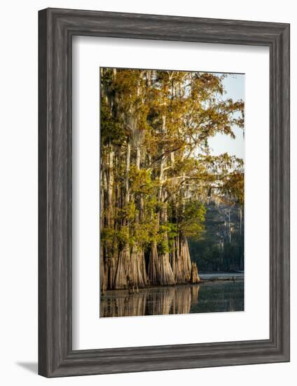 Bald Cypress in Water, Pierce Lake, Atchafalaya Basin, Louisiana, USA-Alison Jones-Framed Photographic Print