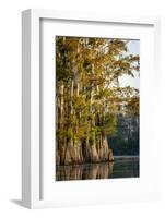 Bald Cypress in Water, Pierce Lake, Atchafalaya Basin, Louisiana, USA-Alison Jones-Framed Photographic Print