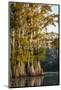 Bald Cypress in Water, Pierce Lake, Atchafalaya Basin, Louisiana, USA-Alison Jones-Mounted Photographic Print