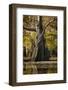 Bald Cypress in Water, Pierce Lake, Atchafalaya Basin, Louisiana, USA-Alison Jones-Framed Photographic Print