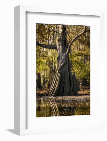 Bald Cypress in Water, Pierce Lake, Atchafalaya Basin, Louisiana, USA-Alison Jones-Framed Photographic Print