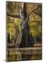 Bald Cypress in Water, Pierce Lake, Atchafalaya Basin, Louisiana, USA-Alison Jones-Mounted Photographic Print