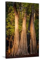 Bald Cypress in Water, Pierce Lake, Atchafalaya Basin, Louisiana, USA-Alison Jones-Stretched Canvas