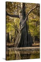 Bald Cypress in Water, Pierce Lake, Atchafalaya Basin, Louisiana, USA-Alison Jones-Stretched Canvas