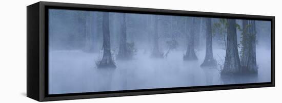 Bald Cypress Swamp in Fog, Cypress Gardens, Moncks Corner, South Carolina, USA-Corey Hilz-Framed Stretched Canvas