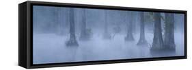Bald Cypress Swamp in Fog, Cypress Gardens, Moncks Corner, South Carolina, USA-Corey Hilz-Framed Stretched Canvas