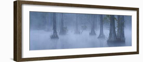 Bald Cypress Swamp in Fog, Cypress Gardens, Moncks Corner, South Carolina, USA-Corey Hilz-Framed Photographic Print