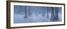 Bald Cypress Swamp in Fog, Cypress Gardens, Moncks Corner, South Carolina, USA-Corey Hilz-Framed Photographic Print