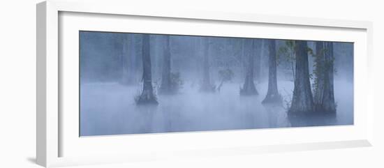 Bald Cypress Swamp in Fog, Cypress Gardens, Moncks Corner, South Carolina, USA-Corey Hilz-Framed Photographic Print