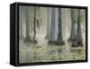 Bald Cypress Swamp in Fog, Cypress Gardens, Moncks Corner, South Carolina, USA-Corey Hilz-Framed Stretched Canvas