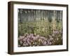 Bald Cypress Swamp in Fog, Cypress Gardens, Moncks Corner, South Carolina, USA-Corey Hilz-Framed Photographic Print