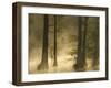 Bald Cypress Swamp in Fog, Cypress Gardens, Moncks Corner, South Carolina, USA-Corey Hilz-Framed Photographic Print