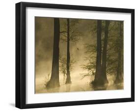 Bald Cypress Swamp in Fog, Cypress Gardens, Moncks Corner, South Carolina, USA-Corey Hilz-Framed Photographic Print