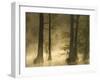 Bald Cypress Swamp in Fog, Cypress Gardens, Moncks Corner, South Carolina, USA-Corey Hilz-Framed Photographic Print