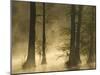 Bald Cypress Swamp in Fog, Cypress Gardens, Moncks Corner, South Carolina, USA-Corey Hilz-Mounted Photographic Print