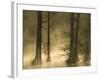 Bald Cypress Swamp in Fog, Cypress Gardens, Moncks Corner, South Carolina, USA-Corey Hilz-Framed Photographic Print