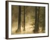 Bald Cypress Swamp in Fog, Cypress Gardens, Moncks Corner, South Carolina, USA-Corey Hilz-Framed Photographic Print