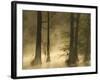 Bald Cypress Swamp in Fog, Cypress Gardens, Moncks Corner, South Carolina, USA-Corey Hilz-Framed Photographic Print