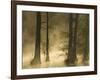 Bald Cypress Swamp in Fog, Cypress Gardens, Moncks Corner, South Carolina, USA-Corey Hilz-Framed Photographic Print