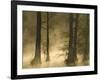 Bald Cypress Swamp in Fog, Cypress Gardens, Moncks Corner, South Carolina, USA-Corey Hilz-Framed Photographic Print