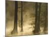 Bald Cypress Swamp in Fog, Cypress Gardens, Moncks Corner, South Carolina, USA-Corey Hilz-Mounted Photographic Print