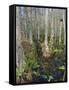 Bald Cypress Swamp in the Corkscrew Swamp Sanctuary Near Naples, Florida, USA-Fraser Hall-Framed Stretched Canvas