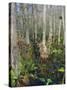 Bald Cypress Swamp in the Corkscrew Swamp Sanctuary Near Naples, Florida, USA-Fraser Hall-Stretched Canvas