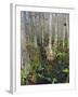 Bald Cypress Swamp in the Corkscrew Swamp Sanctuary Near Naples, Florida, USA-Fraser Hall-Framed Photographic Print