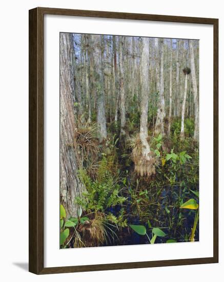 Bald Cypress Swamp in the Corkscrew Swamp Sanctuary Near Naples, Florida, USA-Fraser Hall-Framed Photographic Print