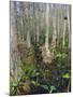 Bald Cypress Swamp in the Corkscrew Swamp Sanctuary Near Naples, Florida, USA-Fraser Hall-Mounted Photographic Print